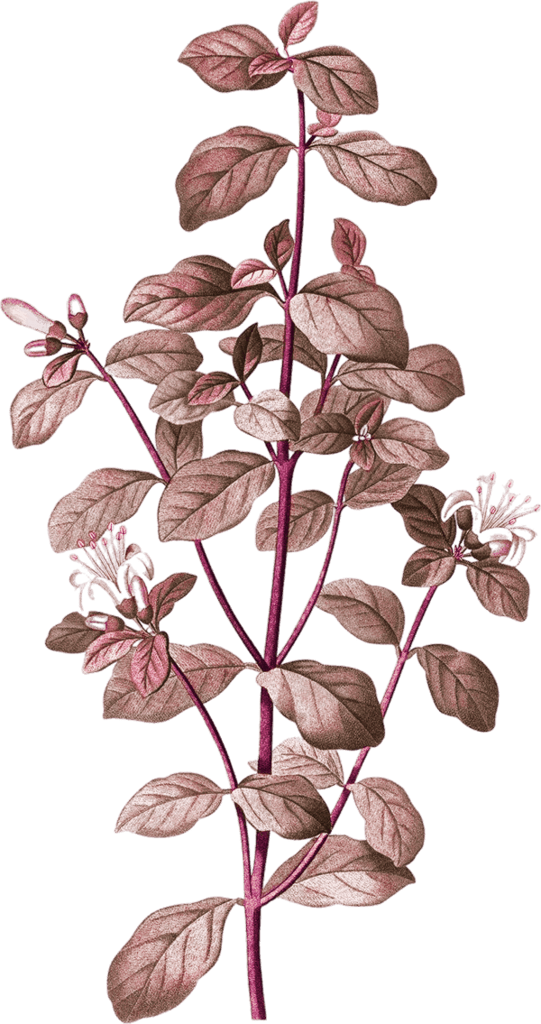 Ornament